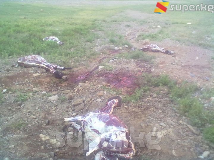 Алай районунун Кыркол айылында тартылган сүрөт.
