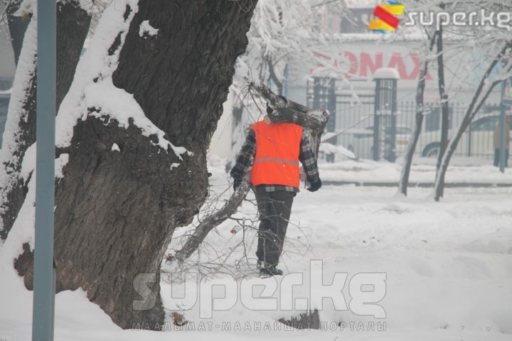 Кулаган дарактарды иретке келтирип жаткан жумушчу