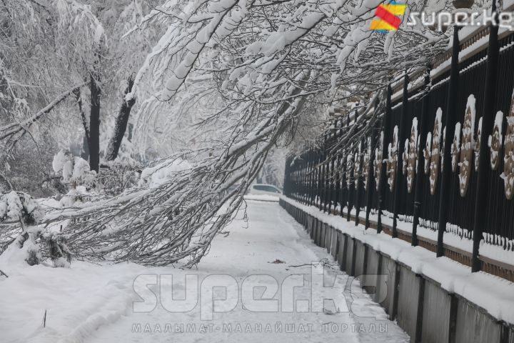 Ак үйдүн короосундагы бутагы сынган дарак