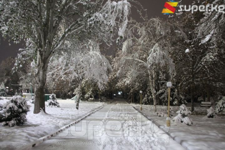 Кар жамынган бак-дарактар