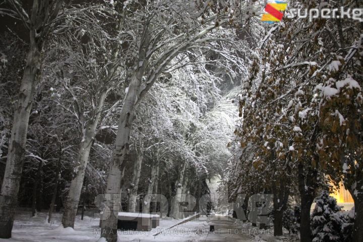 Карга оронгон бак-дарактар