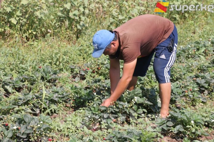 Бектурсун Токтосунов кулпунайдын чөбүн отоп жатат.