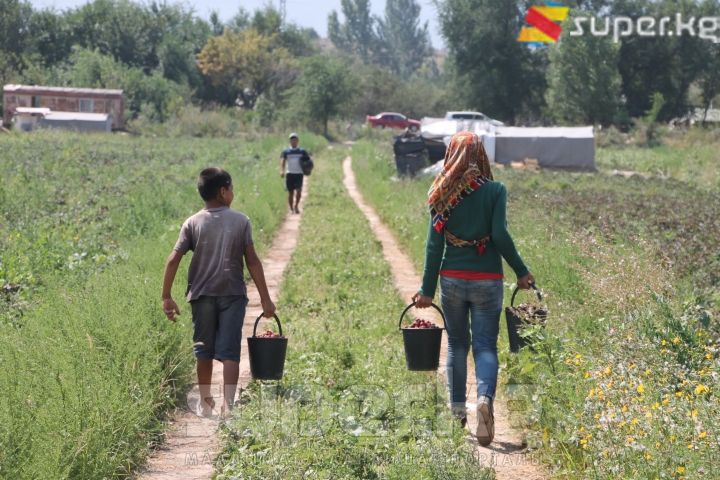 Кулпунай толгон чакаларды жол боюна сатыкка алып барышууда. 