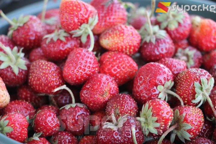 Кулпунай толгон чакалар...
