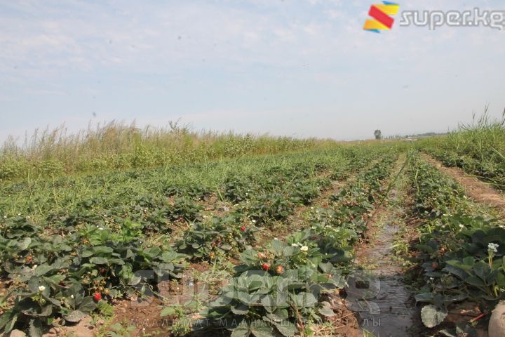 Кулпунай талаасы