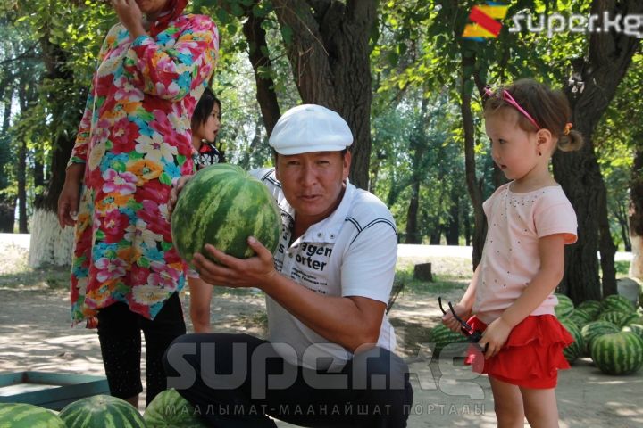 Кардар Кутман Жообасаров дарбыз тандоодо.