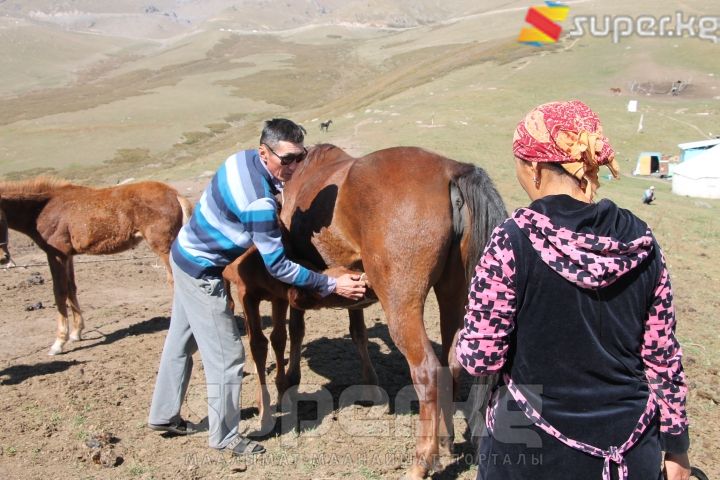 Кулун салуу