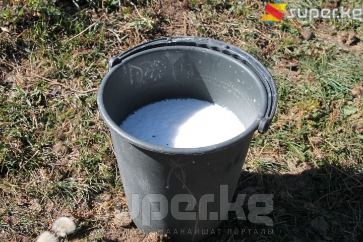 Жаңы саалган бээ сүтү