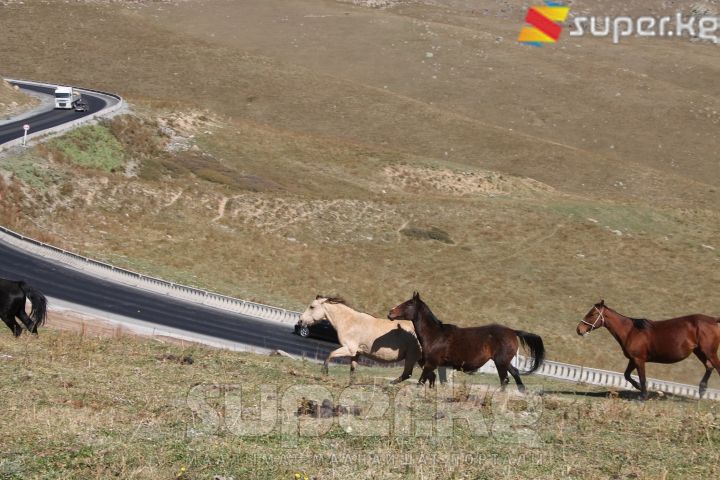 Бээлерди желеге чогултуу