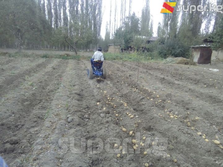Картошка казып жаткан трактор