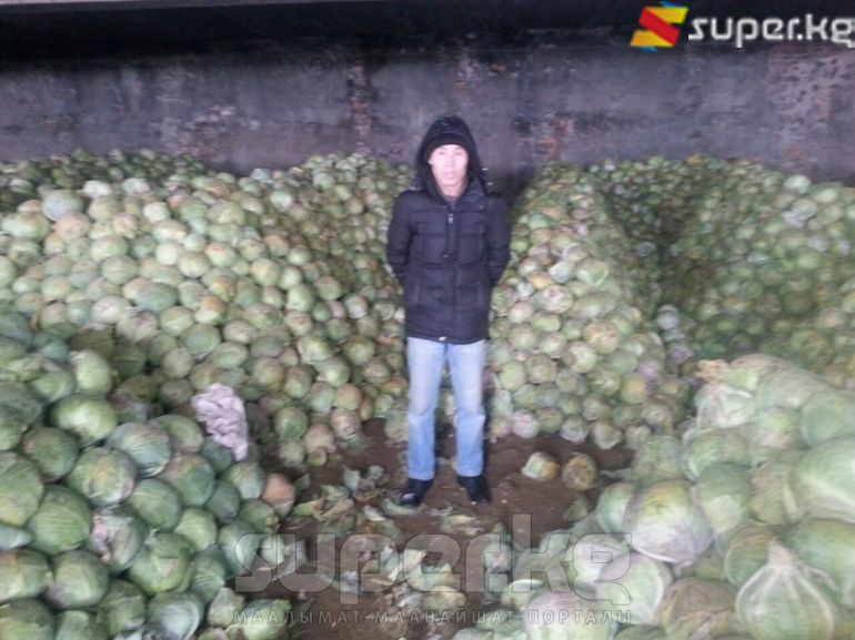 Сарайга жыйналган капуста