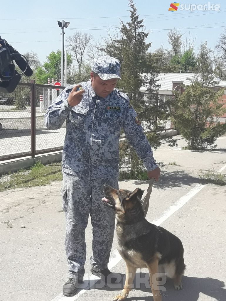 Кинолог Нурсултан Сарбагышев Баска аттуу ити менен 