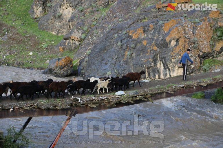 Жайлоого бара жаткан койчуман