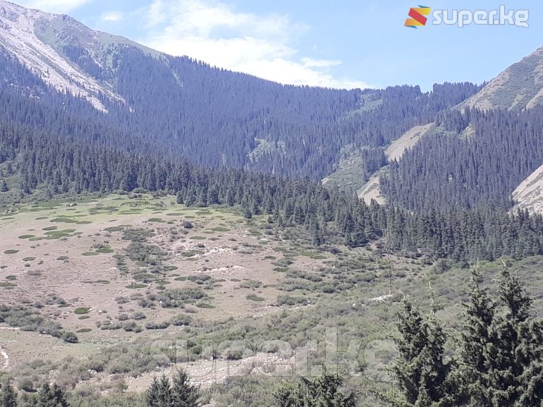 Барскоон капчыгайы