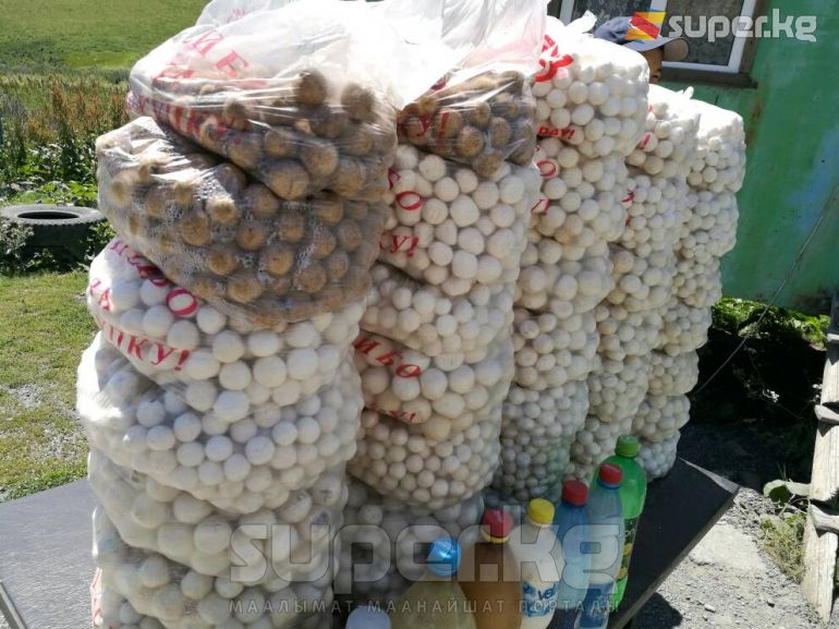 Жолдун жээгинде кырдай тизилген сатыктагы куруттар.