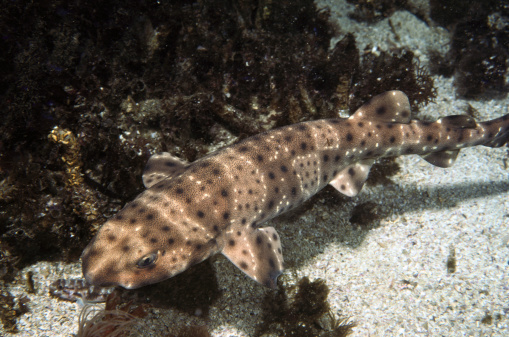 Кадимки мышык баштуу  swellsharks акуласы