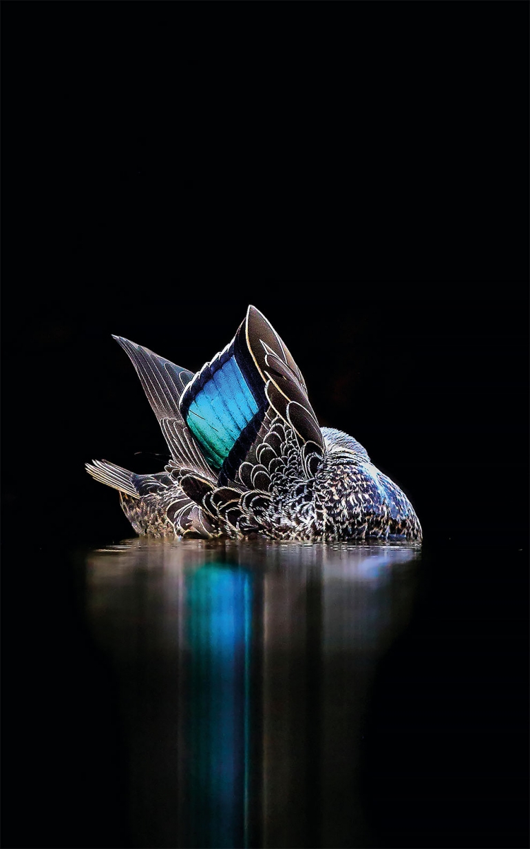 Тынч океанда байыр алган кара өрдөк. Фото: Georgina Steytler