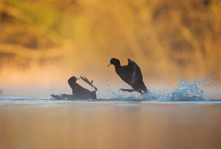 Кашкалдактар. Фото: Andrew Parkinson
