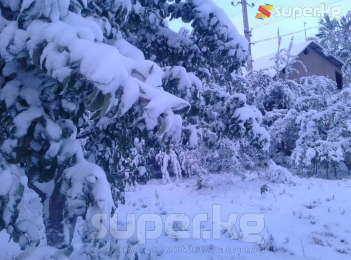 Талас