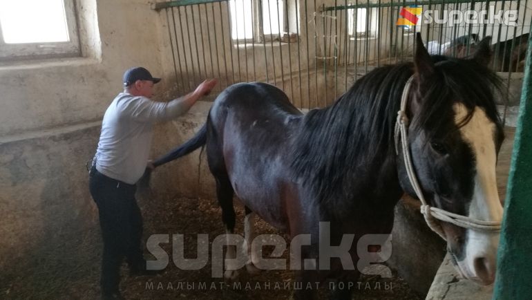 &quot;Ахиллеске &quot;куда&quot; түшкөндөр көп&quot;