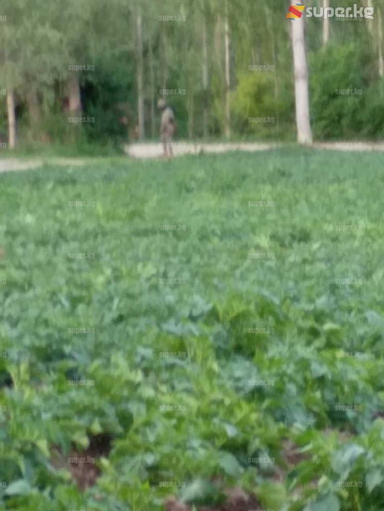 Өзбек аскери Кыргыз аймагына өтүп, Азимовду карап заара ушатып жатканын сүрөткө тартып алган