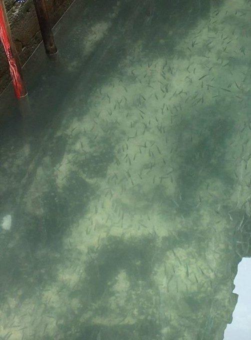 Венециядагы көл болсо адамдар көчөгө көп чыкпай калгандан бери туптунук болуп калган. Андан балыктар да көрүнүп турат. 