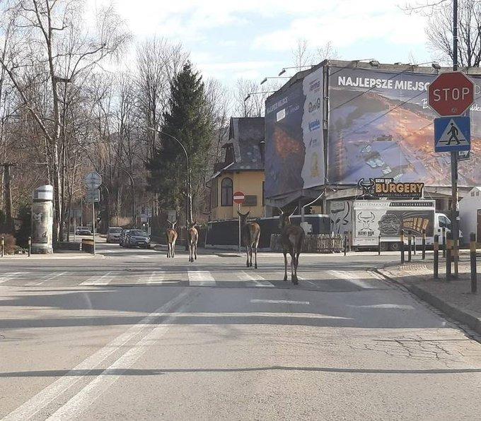 Польша, Закопане шаары. Демейде унаа толгон көчөдө эликтер бара жатышат.