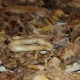 Сүннөт тойдон кийинки массалык уулануу: Бүгүнкү күнгө карата бардык бейтаптар сакайды