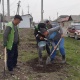 Жалал-Абад шаарында 300 түп павловния көчөтү отургузулду