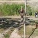 "Бут кийимдери кан". Лейлек районунун эки тургунун Тажикстандын жоокерлери уктап жаткан жеринен алып кетти деген видео тарады