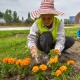 Борбор калаада 600 миңден ашуун көчөт отургузулду