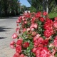 Эртеңкиге карата аба ырайы тууралуу маалымат