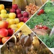 Өлкөдө беш ай ичинде айыл чарба продукцияларын экспорттоонун көлөмү 150 миң тоннаны түздү