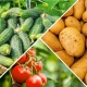 Картошка 19 сомго арзандады. Өлкөдө айрым тамак-аш продуктуларына болгон баалардын төмөндөшү байкалууда