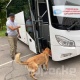 Ак Үйдүн алдына 3 автобус депутаттарды "Ала-Арча" резиденциясына алып кетүү үчүн келди