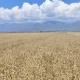 Дан эгинин импорттоо жана ун жеткирүүлөр 1 жылга кошумча нарк салыгынан бошотулду