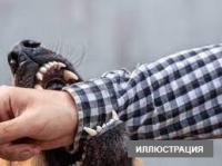 Бишкекте ити тиштеп алган кожоюндун эки колу кесилди