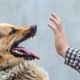 Ити тиштеп, эки колу кесилген бейтаптын бүгүнкү күнгө карата абалы